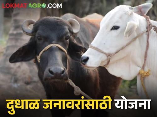 Dairy Subsidy Farmers will get milch cow, buffalo on 75 percent subsidy | Dairy Subsidy शेतकऱ्यांना ७५ टक्के अनुदानावर मिळणार दुधाळ गाय, म्हैस