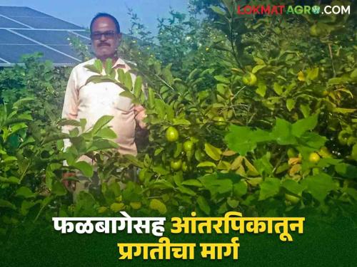 Guava Cultivation Success Story : The small landholders of Daithna, Mr. Kachhwe, achieved economic advancement by earning lakhs of rupees from guava cultivation....! | Guava Cultivation Success Story : दैठणा येथील अल्पभूधारक कच्छवे यांनी पेरू लागवडीतून लाखोंचे उत्पन्न घेत साधाली आर्थिक उन्नती....!