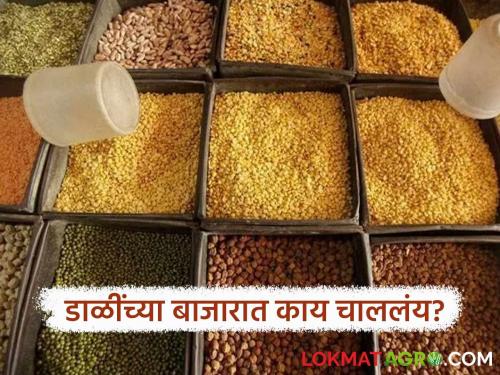 latest news Dal Market: Read in detail what impact the government's pulse import policy is having on farmers. | Dal Market : सरकारच्या डाळींच्या आयात धोरणाचा शेतकऱ्यांवर काय होतोय परिणाम वाचा सविस्तर
