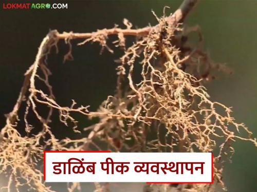 Latest News Dalimb Crop Management pomegranate is infected with nematodes Read in detail | Dalimb Farming : डाळिंबावर सूत्रकृमीचा प्रादुर्भाव झाल्यास काय कराल? वाचा सविस्तर 