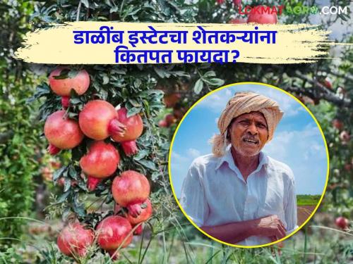 Latest News Will Nashik's Pomegranate Estate be beneficial to farmers Read in detail  | Agriculture News : नाशिकचं डाळींब इस्टेट शेतकऱ्यांना फायदेशीर ठरणार का? वाचा सविस्तर 