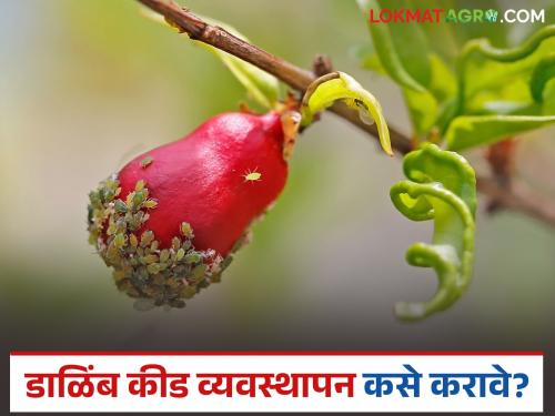 Latest news Pomegranate orchard is infested with sap-sucking insects, how to control them? | डाळिंब बागेवर रसशोषक किडींचा प्रादुर्भाव झालाय, असे करा नियंत्रण? 