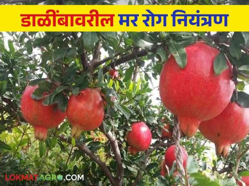 Latest News Crop Management three methods are beneficial for controlling Pomegranate die disease, read in detail  | Crop Management : डाळिंब मर रोग नियंत्रणासाठी 'या' तीन पद्धती फायदेशीर, वाचा सविस्तर 