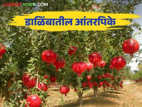 Dalimb Lagwad : Read more about intercropping in pomegranate garden | Dalimb Lagwad : डाळिंबाच्या बागेत कोणती आंतरपीके घ्यावीत वाचा सविस्तर