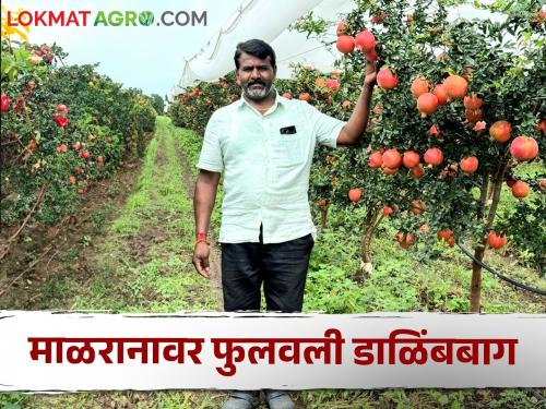 Latest News Success Story of Pomegranate Farming in satana 80 Tons Production in Eight Acres, Read Details  | Success Story : माळरानावर डाळींबाची यशस्वी शेती, आठ एकरात 80 टन उत्पादन, वाचा सविस्तर 