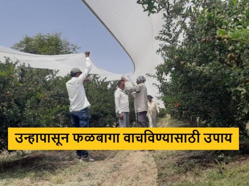 Latest News net covering of three acres of pomegranate orchard in nashik | वाढत्या उन्हाचा परिणाम, नाशिक जिल्ह्यात फळबागांवर आच्छादन करण्याची लगबग