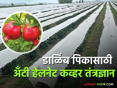 Latest News maharashtra agri department anti hail net scheme is a boon for pomegranate farmers | Anti Hail net Scheme : कृषी विभागाची 'अँटी हेल ​​नेट योजना' काय आहे? डाळींब बागांसाठी ठरतेय वरदान