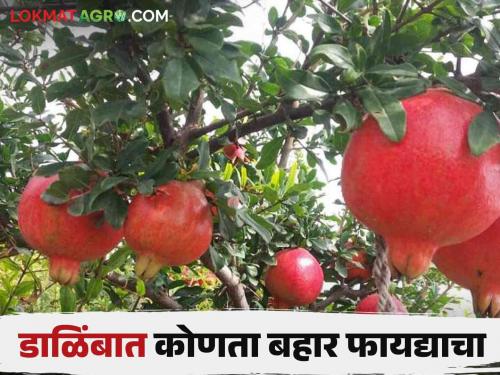 In which bahar season do you get more fruit production in Pomegranate crop read in detail | डाळिंब पिकात कोणत्या बहारात मिळते फळांचे अधिक उत्पादन वाचा सविस्तर