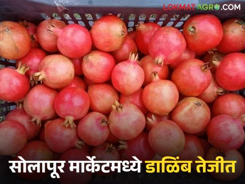 Solapur Market Committee receives 12,000 crates of pomegranates; How is the price per kilo being obtained? | सोलापूर बाजार समितीत १२ हजार क्रेट डाळिंबाची आवक; किलोला कसा मिळतोय दर?