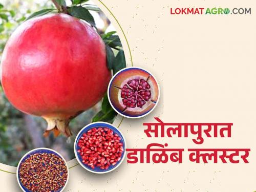 Dalimb Cluster Solapur : Two hundred and ninety crores proposal for Dalimb cluster in Solapur district | Dalimb Cluster Solapur : सोलापूर जिल्ह्यात डाळिंब क्लस्टरसाठी दोनशे नव्वद कोटींचा प्रस्ताव