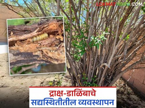 Latest News Do these two important tasks in grape and pomegranate farms | Agriculture News : द्राक्ष आणि डाळिंब बागांवरील 'ही' दोन महत्वाची कामे करून घ्या!