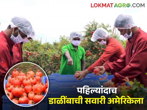 Latest News fourteen tons of pomegranates are exported from Maharashtra to America | महाराष्ट्रातून पहिल्यांदाच डाळींबाची सवारी अमेरिकेला, तब्बल चौदा टनांची निर्यात 