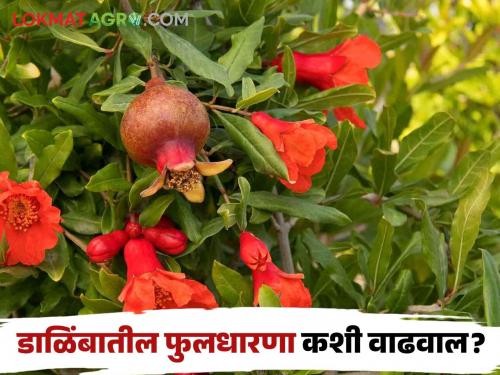 Simple solutions for early and maximum flowering in pomegranate fruit crops | डाळिंब बागेत लवकर व मोठ्या प्रमाणात फुलधारणा होण्यासाठी सोपे उपाय