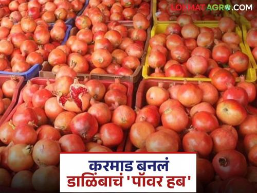 latest news Dalimb Market: New hope for pomegranate farmers in Marathwada; Karmad's 'grade' market ready Read in detail | Dalimb Market : मराठवाड्यातील डाळिंब शेतकऱ्यांसाठी नवी उमेद; करमाडची 'ग्रेड' बाजारपेठ तयार वाचा सविस्तर