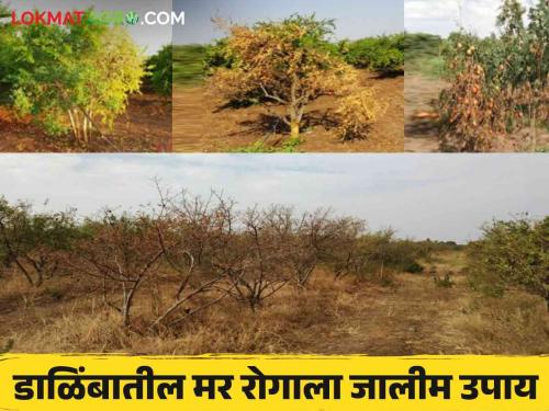 Dalimb Mar Rog : These three methods for the management of wilt disease in pomegranate read in detail | Dalimb Mar Rog : डाळिंबातील मर रोगाच्या व्यवस्थापनासाठी ह्या तीन पद्धती वाचा सविस्तर