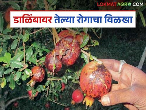 latest news Telya Effect On Pomegranate: Pomegranate crop in crisis: Telya disease has devastated the orchards; Know the ways to save it | Telya Effect On Pomegranate : डाळिंब पिकावर संकट: तेल्या रोगाने बागा मेटाकुटीला; जाणून घ्या बचावाचे मार्ग