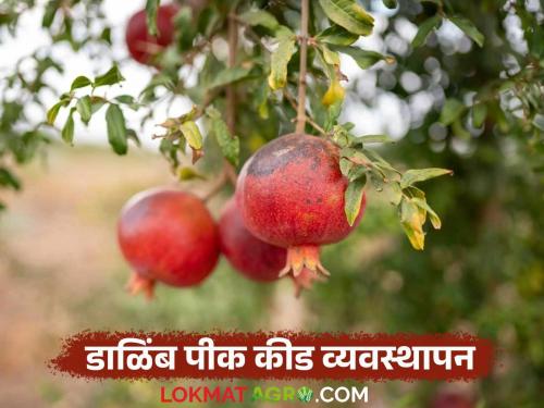 Latest news How to control fruit borers and sap-sucking beetles on pomegranates | Dalimb Disease : डाळिंबावरील फळ पोखरणारी अळी, रस शोषणारे भुंगेरे यांचा असा करा बंदोबस्त 