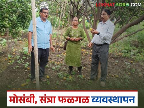 Latest News Follow these remedies to stop rotting of citrus fruits and oranges, read in detail | मोसंबी व संत्रा फळगळ थांबविण्यासाठी 'हे' उपाय हमखास करा, वाचा सविस्तर 