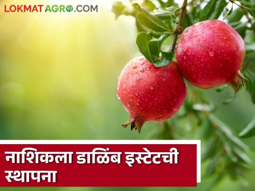 Latest News Agriculture News Approval for establishment of pomegranate estate in Nashik and sitafal estate in Parli, read in detail  | Agriculture News : नाशिकला डाळिंब इस्टेट तर परळीत सीताफळ इस्टेट स्थापनेला मान्यता, वाचा सविस्तर 