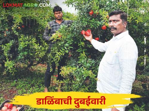 Farmer Success Story: 20 kg of pomegranates per tree, this farmer of Shirala got an income of 52 lakhs from three acres | Farmer Success Story : एका झाडाला २० किलो डाळिंब शिराळच्या या शेतकऱ्याचे तीन एकरातून मिळविले ५२ लाखांचे उत्पन