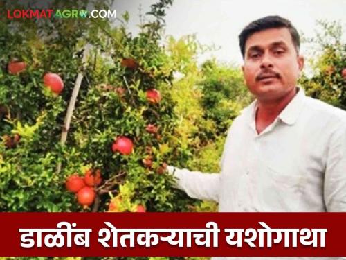 Latest news Successful experiment of pomegranate in three acres of rocky soil, success story of beed farmer  | Dalimb Success Story : तीन एकर खडकाळ जमिनीत डांळीबाचा यशस्वी प्रयोग, बीडच्या शेतकऱ्याची यशोगाथा 