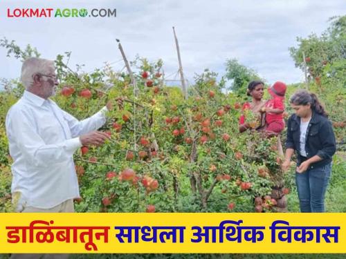 Pomegranate Success Story Vishnurao is getting lakhs of rupees from his pomegranate orchard due to innovative farming practices | Pomegranate Farming Success Story: शेतातील नवनवीन प्रयोगशीलतेमुळे विष्णुरावांना डाळिंब बागेतून मिळतेय लाखो रुपयांचे उत्पन्न