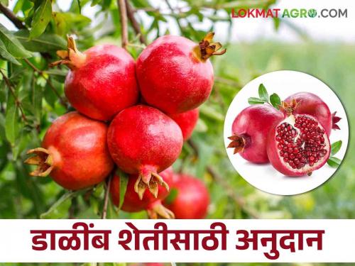 Latest News Get subsidy for three consecutive years for pomegranate cultivation, know in detail  | Agriculture News : डाळिंब लागवडीसाठी सलग तीन वर्ष अनुदान मिळतयं, जाणून घ्या सविस्तर 