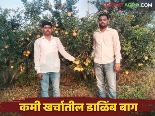 This farmer from Madgyal village earned 12 lakhs from one and a half acre of Ganesh variety pomegranates | दीड एकर गणेश जातीच्या डाळिंबातून माडग्याळच्या या शेतकऱ्याने केली १२ लाखांची कमाई