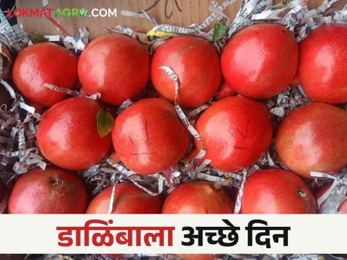 How is the market price of pomegranates in the Akluj Bazaar Committee? | अकलूज बाजार समितीत डाळिंबाला मिळतोय कसा बाजारभाव