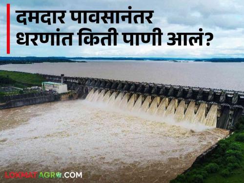 How much gangapur, koyana, jawaykwadi, nilvande dam water storage has increased due to rain in maharashtra | Maharashtra Dam Storage : राज्यात अनेक ठिकाणी मुसळधार पाऊस, धरणांत आज किती पाणी आले?