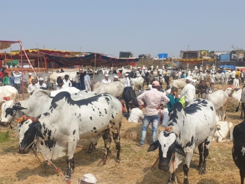 Latest News Agricultural festival with indians danggi animals in Ghoti near igatpuri | ... म्हणून इथल्या शेतकऱ्यांकडे डांगी जनावरे, घोटीत डांगी जनावरांसह कृषी प्रदर्शन