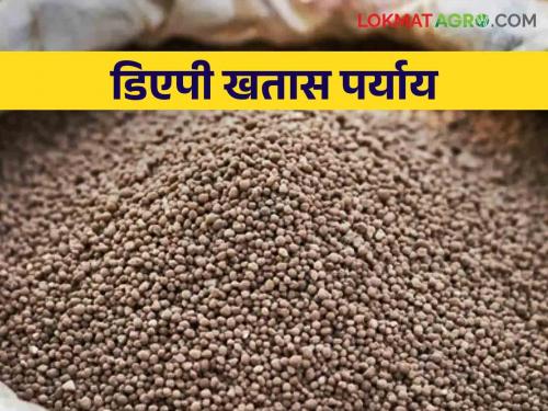 DAP Fertilizer: Farmers should use alternative fertilizers to DAP fertilizer | DAP Fertilizer शेतकऱ्यांनो डिएपी खतास पर्यायी खते वापरावीत