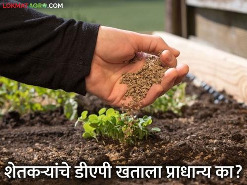 Latest News DAP fertilizer not available in Nashik; DAP content is also present in alternative fertilizers | नाशिकमध्ये डीएपी खत मिळेना; डीएपी मिळत नसेल तर 'या' पर्यायी खतांमध्ये डीएपीची मात्रा