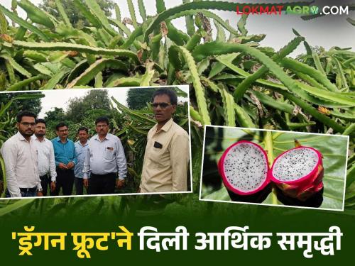 latest news Farmer Success Story: Income of lakhs from dryland farming; Dikhule's 'dragon fruit' success soars | Farmer Success Story : कोरडवाहू शेतीतून लाखोंचं उत्पन्न; डिखुळे यांच्या 'ड्रॅगन फ्रूट' यशाची भरारी