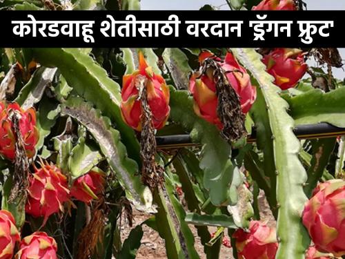 How is Dragon Fruit Cultivated? | ड्रॅगन फ्रूटची लागवड कशी केली जाते?