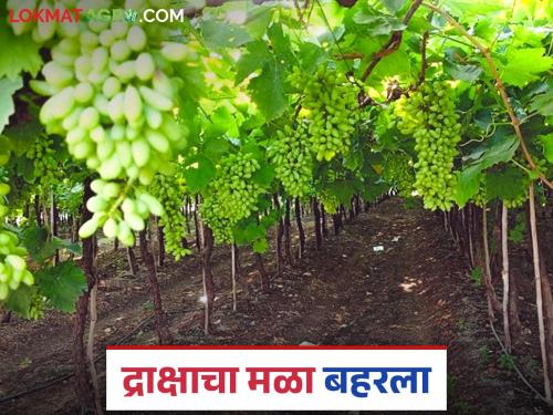 Grape Farmer Success : Even after being destroyed twice, the Gaike brothers made their vineyard flourish! | Grape Farmer Success : दोनवेळा उद्ध्वस्त झाल्यानंतरही गायके बंधूंनी फुलविला द्राक्षाचा मळा!