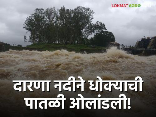 Latest News Nashik Darana Dam water level rise, river crossed danger level see details | Nashik Darana Dam : दारणा धरणाच्या पाणीपातळीत वाढ, नदीने धोक्याची पातळी ओलांडली! 