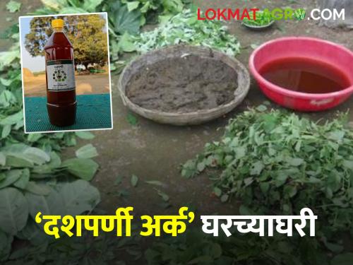 Dashparni Arka Multipurpose Organic Pesticide Make 'Dashparni Arka' at home | Dashparni Arka बहूपयोगी सेंद्रिय कीटकनाशक 'दशपर्णी अर्क' असे करा घरच्याघरी