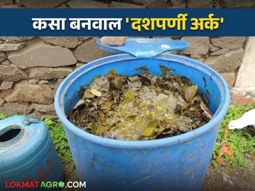 How to make cheap and easy biological medicine for pest control Read more in detail | कीड नियंत्रणासाठी स्वस्त आणि सोपे जैविक औषध कसे बनवाल.. वाचा सविस्तर