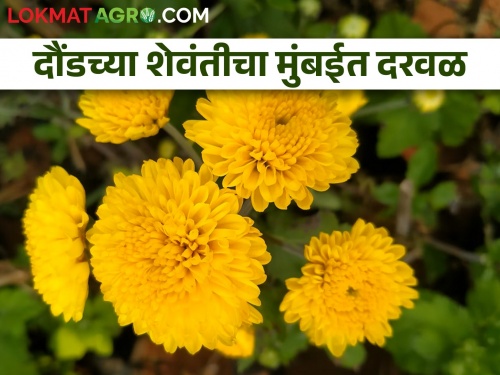 Farmer Shekhar's perennial experiment with Shewanti flower farming was successful | 'फुल' टू धमाका; ऊस शेती थांबवली... बेंगलोरहून ३६ हजार रोपं आणली... अन् 'शेवंती'ने कमाल केली!