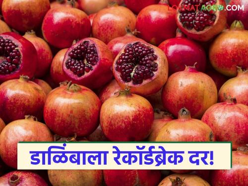 Pomegranate fetches record price in Indapur! Bid of Rs. 501 | Pomegranate: इंदापुरात डाळिंबाला मिळाला विक्रमी दर! ५०१ रूपयांची लागली बोली