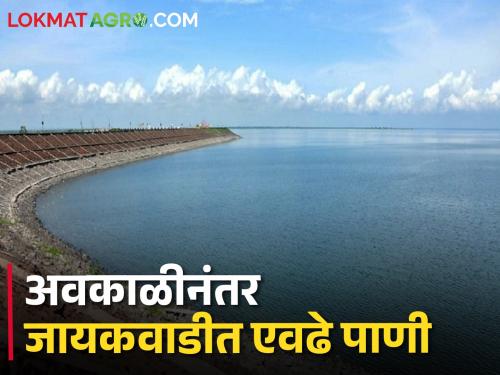 Jayakwadi dam: How much water is left in Jayakwadi dam after unseasonal rain? | Jayakwadi dam: अवकाळी पावसानंतर जायकवाडी धरणात किती पाणी शिल्लक?