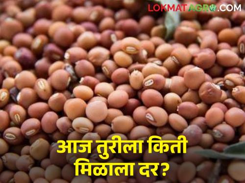 maharashtra agriculture farmer today Turi average rate increase market yard | तुरीच्या सरासरी दरात वाढ, जाणून घ्या आजचे दर