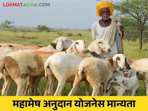 Mahamesh Scheme Approval of grant scheme from government for Mahamesh scheme, application starts | Mahamesh Scheme : महामेष योजनेसाठी शासनाकडून अनुदान योजनेला मान्यता, अर्ज भरण्यास सुरूवात