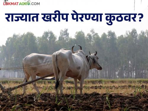 kharif cultivation Maharashtra: Where did kharif sowing come from in the state? Read Section wise Sowing Update | Kharif Cultivation Maharashtra: राज्यातील खरीप पेरणी कुठवर आली? वाचा विभागनिहाय पेरण्यांचा अपडेट