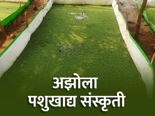 Culture of 'Azolla' fodder in remote areas, increasing milk yield 'so much' per animal | दुर्गम भागात 'अझोला' पशुखाद्याची संस्कृती, दुधात प्रति जनावर होतेय 'एवढी' वाढ