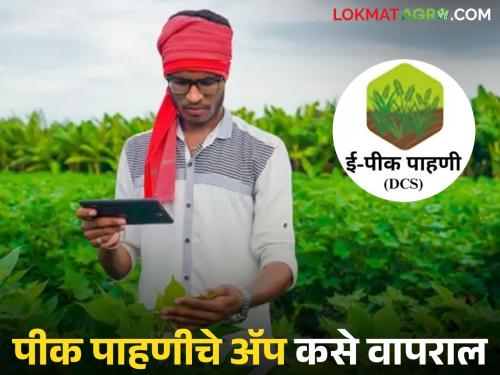 Latest news E Dcs App I Pik Pahani How to do e-crop inspection using an app on your mobile, understand in simple steps! | तुमच्या मोबाईलमधून ॲप वापरून अशी करा ई पीक पाहणी, सोप्या स्टेपद्वारे समजून घ्या! 