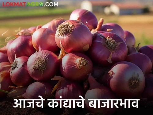 Latest News Kanda Market Update see price of red onion in maharashtra kanda market today Read in detail  | Kanda Market Update : आज राज्यातील बाजारात लाल कांद्याला भाव मिळाला? वाचा सविस्तर 