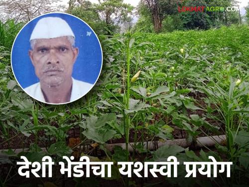 Madhukar Rao is earning Rs 10,000 per month from producing organic okra and clusterbean | सेंद्रिय भेंडी अन् गवारीच्या उत्पादनातून मधुकरराव घेता आहेत महिन्याला १० हजार पगार