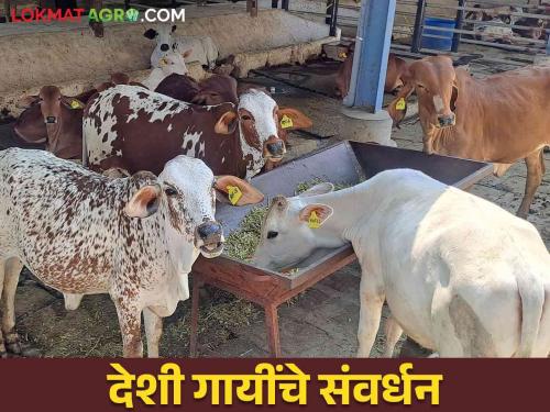 Focus on the rearing and research of local breeds of cows maintained by the farmers of the state | राज्यातील पशुपालकांनी सांभाळलेल्या गायींच्या स्थानिक प्रजातींचा सांभाळ व संशोधनावर हवा भर